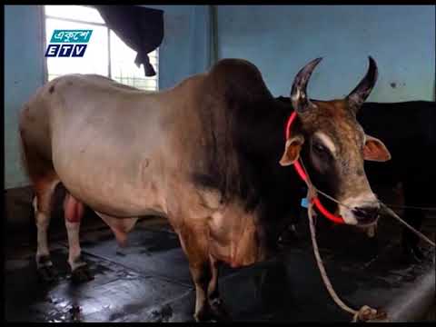 কোরবানির পশু বিক্রি নিয়ে শঙ্কায় ব্রাহ্মণবাড়িয়ার খামারিরা
