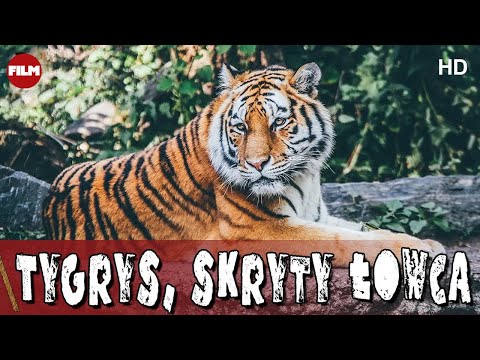 Tygrys, skryty łowca | Przetrwanie w dziczy, serial przyrodniczy | Dzika Natura HD