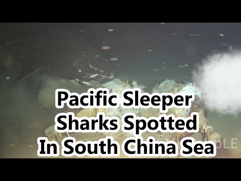Pacific Sleeper Sharks Spotted For The First Time In The Northern South China Sea