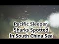 Pacific Sleeper Sharks Spotted For The First Time In The Northern South China Sea