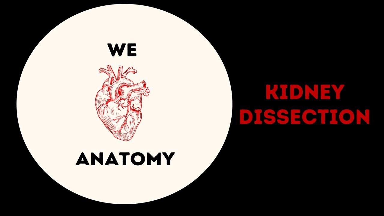 Kidney Dissection