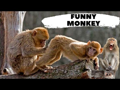 FUNNY MONKEYS WILL MAKE YOU LAUGH HARD #monkey