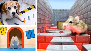 ESCAPE CHALLENGES for HAMSTERS & PETS - Who is the best?