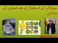 سورگاب کے استعمال کے بعد کسانوں کی فصلات Sesame Cotton