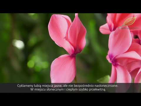 Cyklamen perski - ponowne kwitnienie cyklamena, nawożenie i stanowisko cyklamena