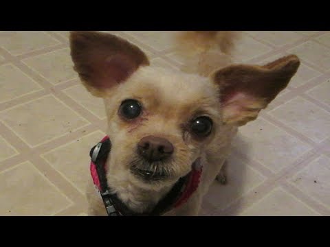 DADDY BRINGS ME HOME A TREAT | THE ADVENTURES OF MOLLY MCBUTTERS