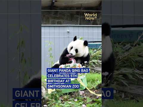 Giant panda Qing Bao celebrates 5th birthday at Smithsonian zoo #worldnow