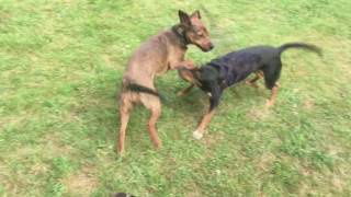 Miniature de la vidéo