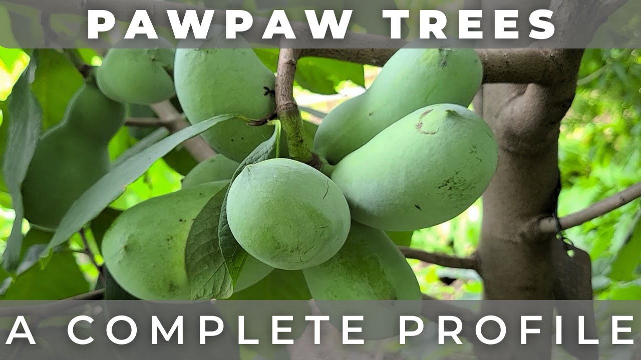 The Pawpaw Tree - A Complete Profile