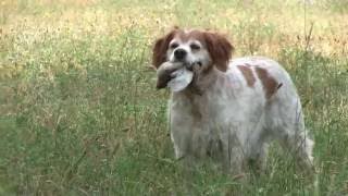 Epagneul Bretón, Muestra, Guía