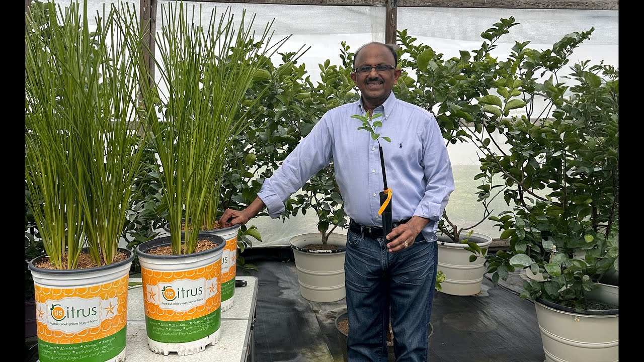 Harnessing the Power of Vetiver