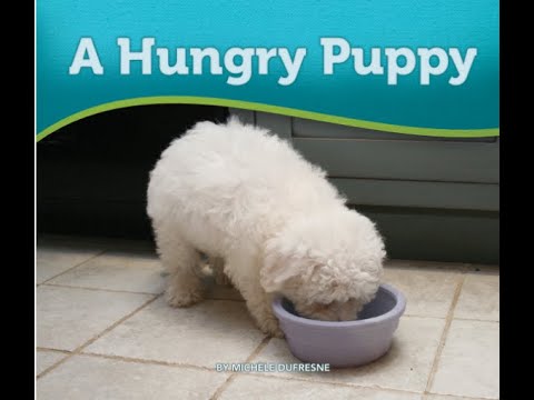 the hungry puppy with laiba