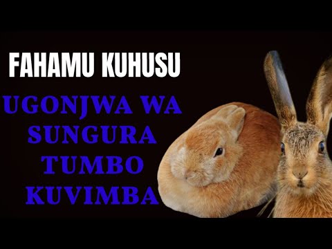 , title : 'Fahamu Kuhusu Magonjwa Yanayo Ambatana Na Kuvimba Tumbo Kwa Sungura Wako'