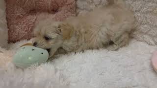 ハーフ犬の動画01
