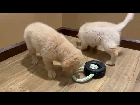 Golden Retriever - 4748 video preview