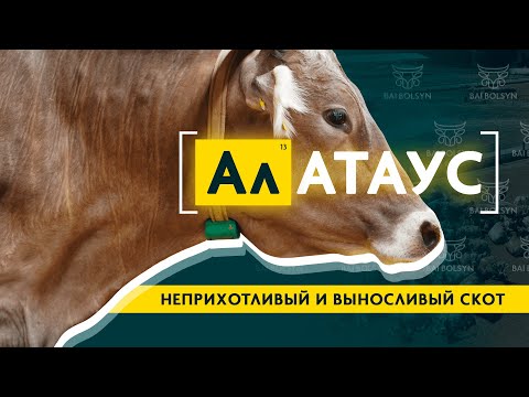 , title : 'Алатауская порода — мясная и молочная продуктивность, история, содержание, откорм и цены на КРС'