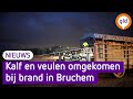 Grote brand op boerderij kost kalf en veulen het leven