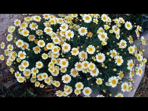Care and reproduction of the bush daisy (Argyranthemum frutescens)