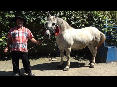 Caii lui Celo de la Brateiu, Sibiu - 2019 Nou!!!