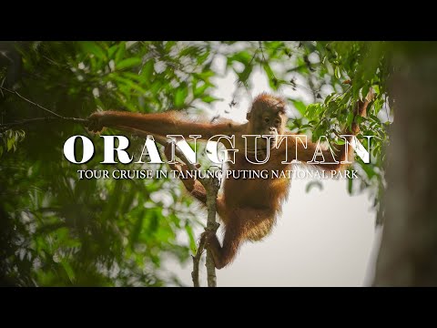Orangutan Tour Cruise in Tanjung Puting National Park