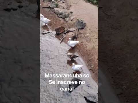 massaranduba sc  vc conhece? video completo no canal ..