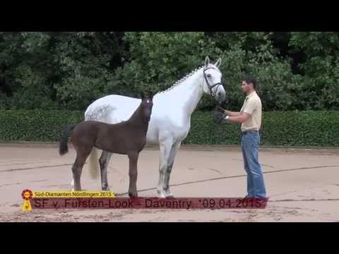 KN 31 SF v. Fürsten Look - Daventry