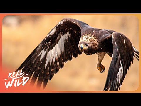The Fastest Hunter On Earth: Golden Eagle's Deadly Plunge