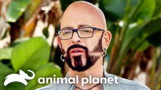 Jackson Galaxy’s Mission to End a Shop Cat’s Reign of Destruction | My Cat From Hell | Animal Pl by Animal Planet
