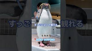 サービスショットありがとう🐧 #北海道 #水族館 #AOAO #ペンギン