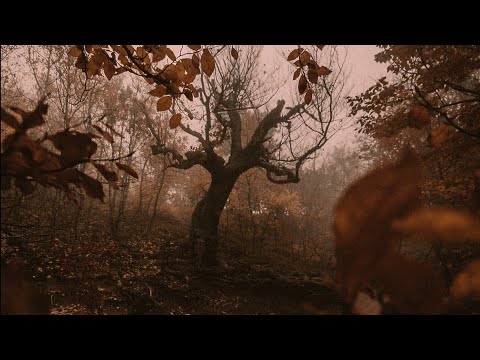 a playlist for living in an eternal autumn