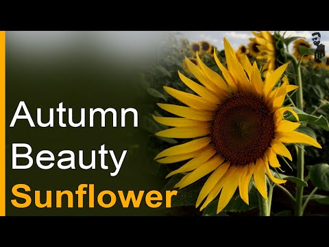 Flower | ಸೂರ್ಯಕಾಂತಿ | Sunflower | Autumn Beauty Sunflower | Nature | Raghav Pravir | Mysore