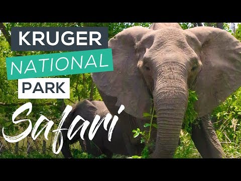 Where to Go in Kruger National Park (Elephants, Leopards, Rhinos & Giraffes!)