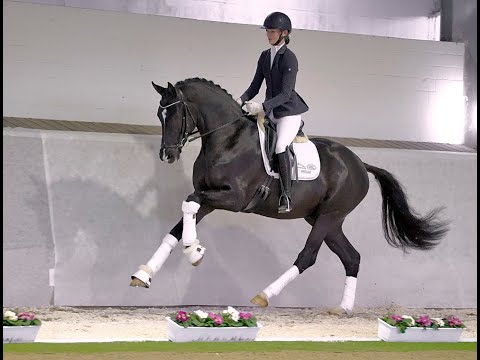 Secret Game - Online Hengstschau 2021