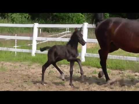www.reitschule-sandbrink.de SANTO DOMINGO foal Dressage