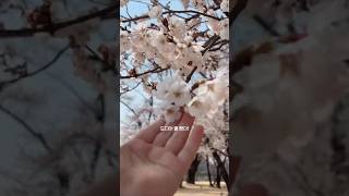 꽃 폈다! 이번 주말은 여기로 가자!! 익산 왕궁리유적