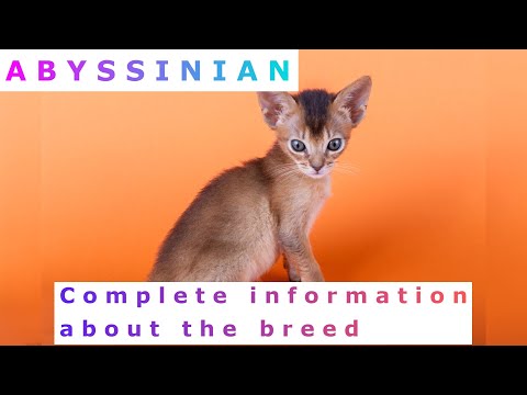 Abyssinian. Pros and Cons, Price, How to choose, Facts, Care, History