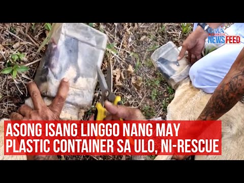 Asong isang linggo nang may plastic container sa ulo, ni-rescue GMA Integrated Newsfeed