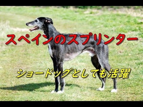 スパニッシュ・グレーハウンド