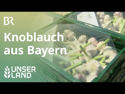 , title : 'Heimischer Knoblauch - eine Rarität | Unser Land | BR Fernsehen'