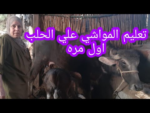 , title : 'طريقه حلب المواشي اول مره بعد الولاده الجزء الثاني'
