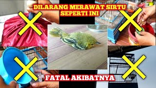 Download lagu 4 THINGS YOU SHOULD NOT DO WHEN KEEPING SIRTU‼️the consequences are very fatal mp3