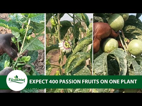 Earning Millions from growing passion Fruits.