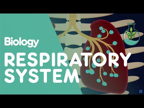Respiratory System - Introduction | Physiology | Biology | FuseSchool