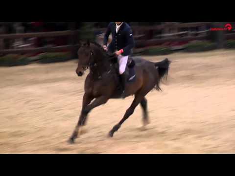 El Barone 111 Z    4-jarige Z-hengst