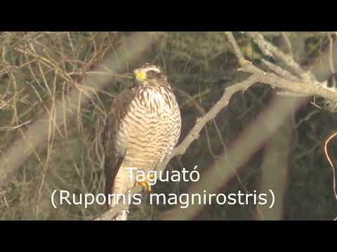 Por las orillas del arroyo Cululú Esperanza Santa Fe Argentina Parte 1 2026