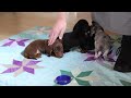 Miniature Dachshund dogs for sale: Cooper - Video 1