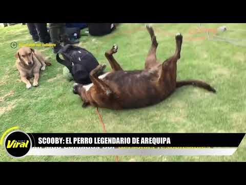 El perro legendario de Arequipa