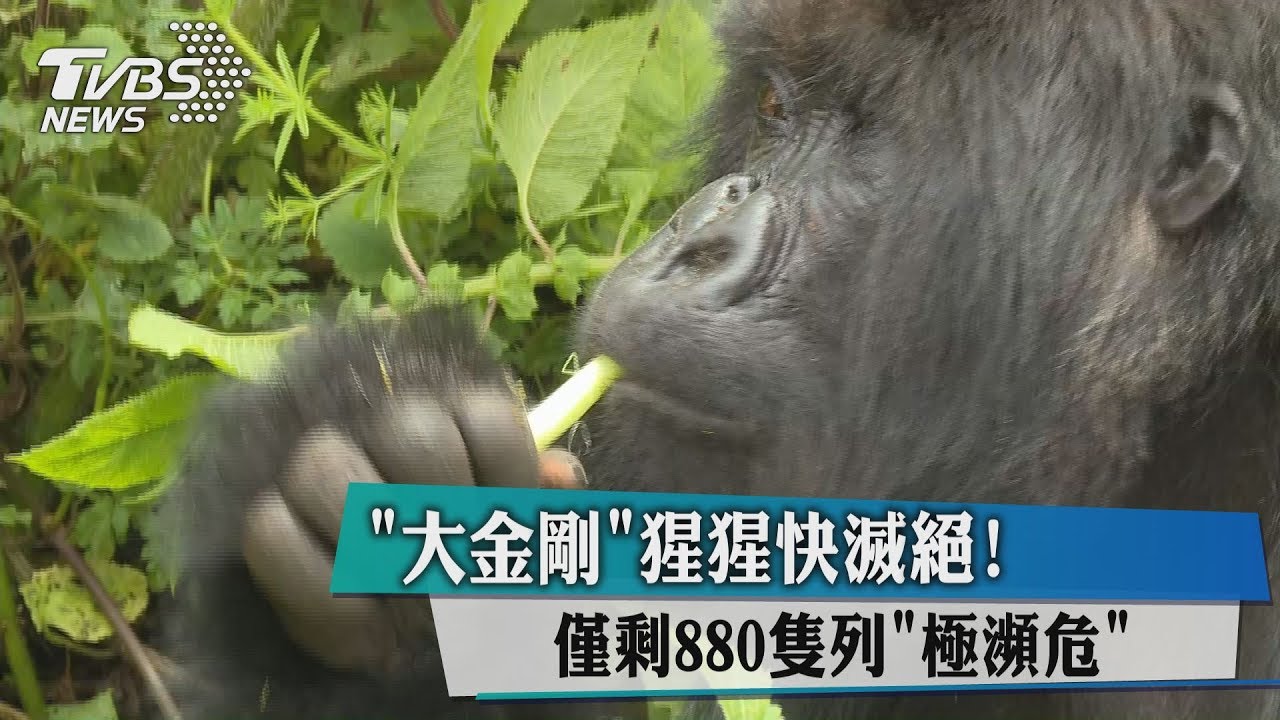 「大金剛」猩猩快滅絕!僅剩880隻列「極瀕危」