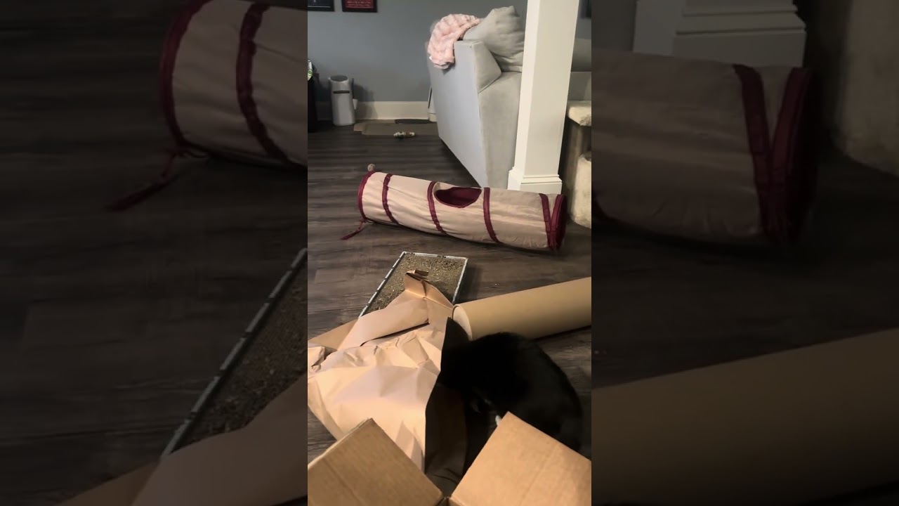 Enlarge Swirl, a Adoptable mixed breed in Roswell, GA video 3/6