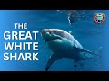 What Really Happens When You Meet A GREAT WHITE SHARK